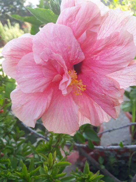  - 1-HIBISCUS 2019