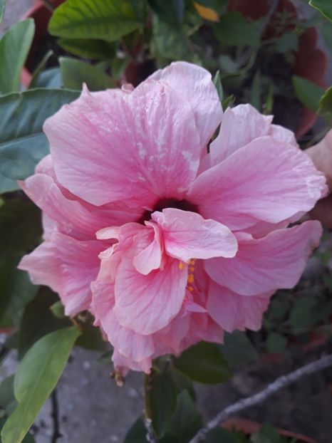  - 1-HIBISCUS 2019