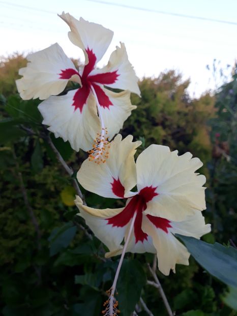  - 1-HIBISCUS 2019
