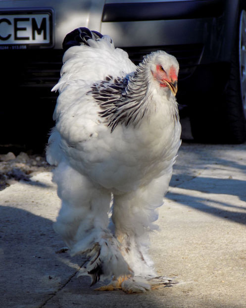  - VIITOR SPERANTE PTR 2020