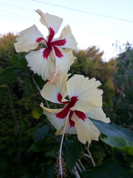  - 1-HIBISCUS 2019