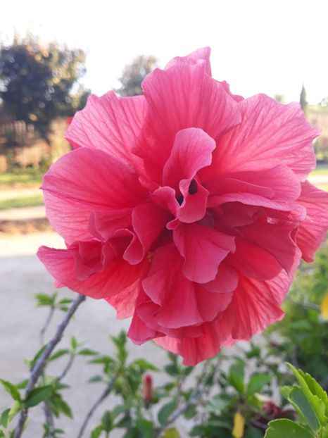  - 1-HIBISCUS 2019