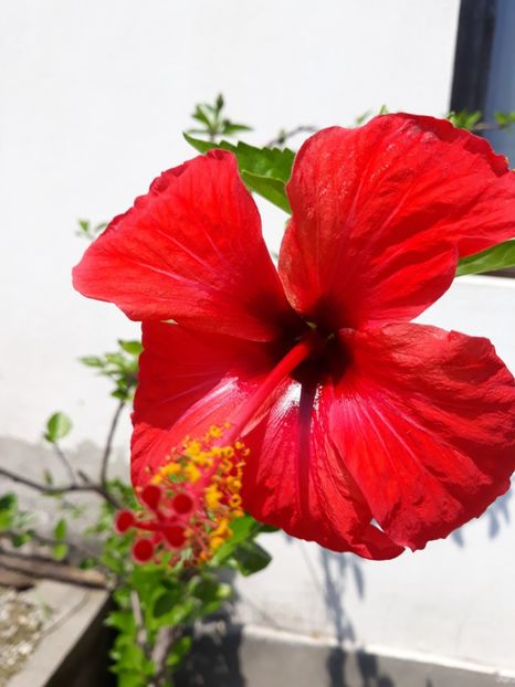  - 1-HIBISCUS 2019