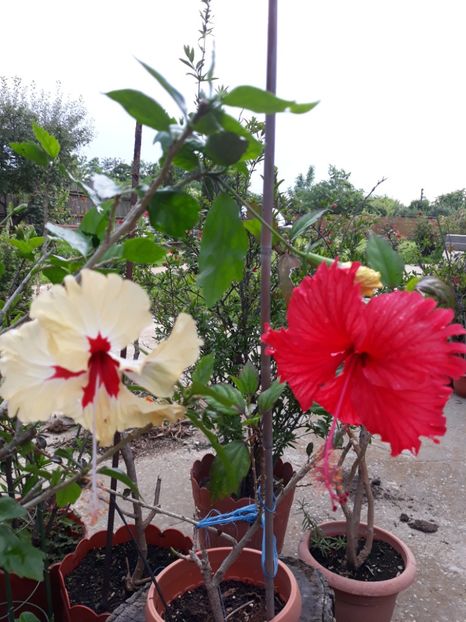  - 1-HIBISCUS 2019