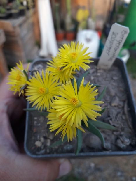 BERGERANTHUS SCAPIGER - Cactusi înfloriti 2019