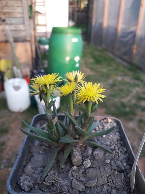 BERGERANTHUS SCAPIGER - Cactusi înfloriti 2019