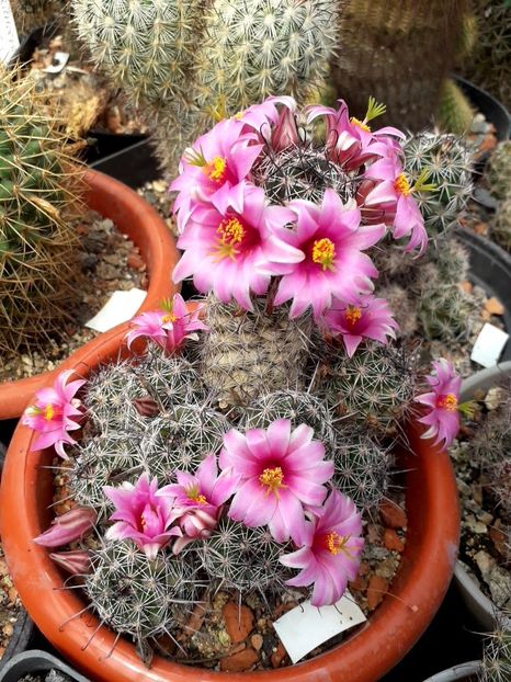 Mammillaria sheldonii - Cactusi înfloriti 2019