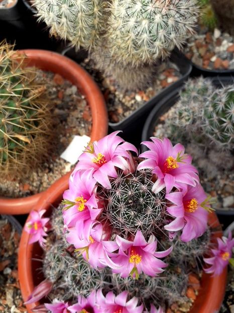 Mammillaria sheldonii - Cactusi înfloriti 2019