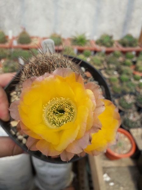 Lobivia aurea - Cactusi înfloriti 2019