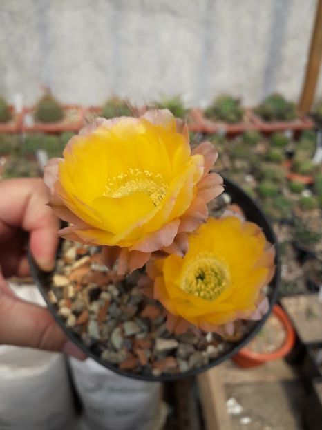 Lobivia aurea - Cactusi înfloriti 2019