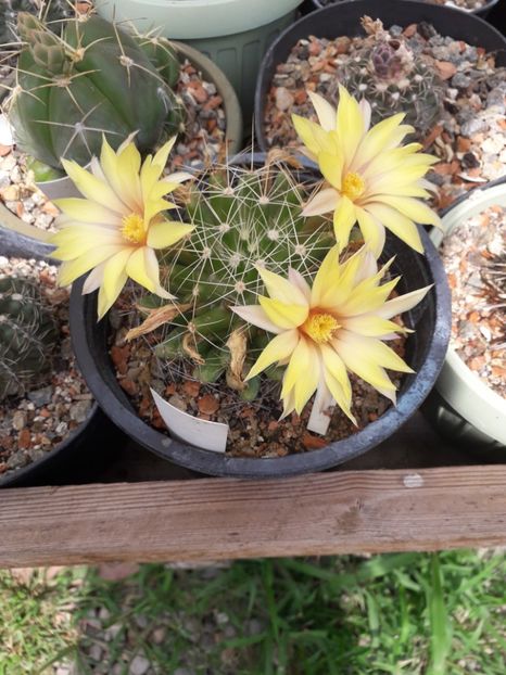 Dolichothele longimamma - Cactusi înfloriti 2019