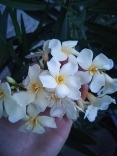  - A-Flori 2019