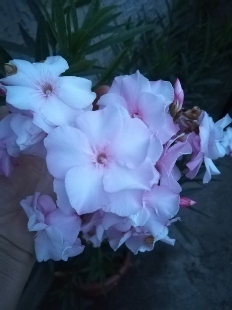  - A-Flori 2019