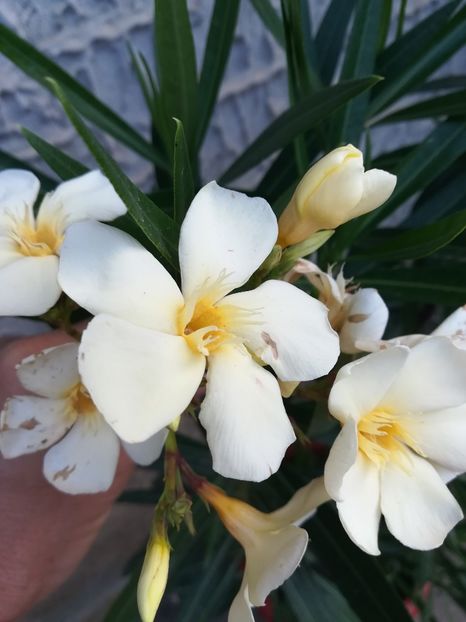  - A-Flori 2019