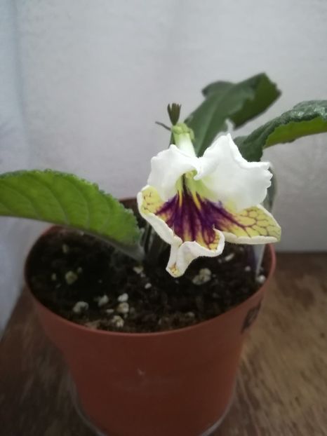  - A-Flori 2019