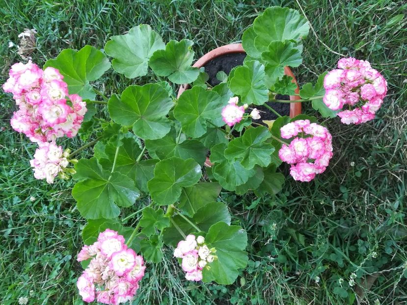 Appleblossom Rosebud - A-Flori 2019