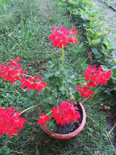 Scarlet Fireworks - A-Flori 2019