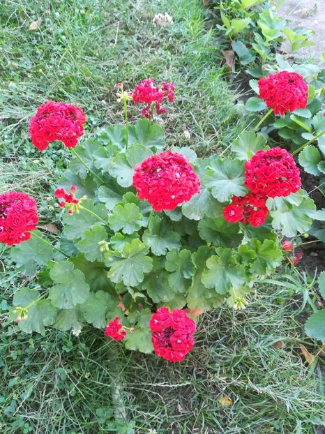 Diemierri Schaferi - A-Flori 2019