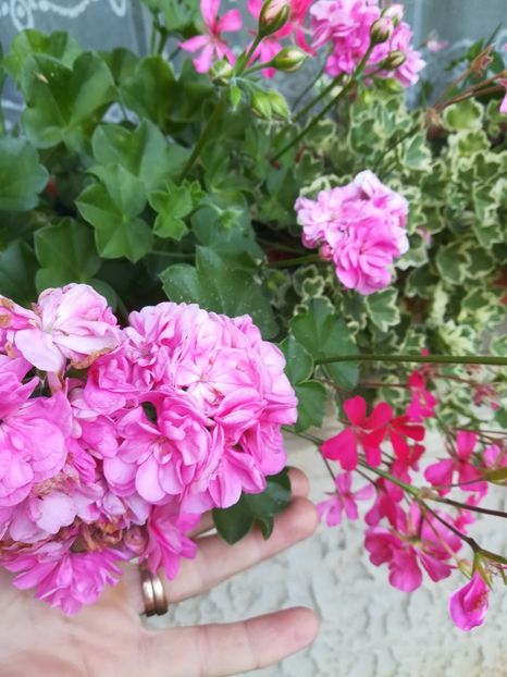  - A-Flori 2019