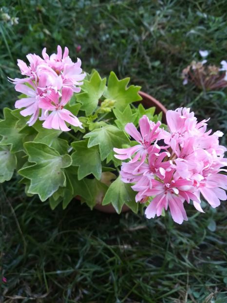 Rushmoor Golden Ruffles - A-Flori 2019