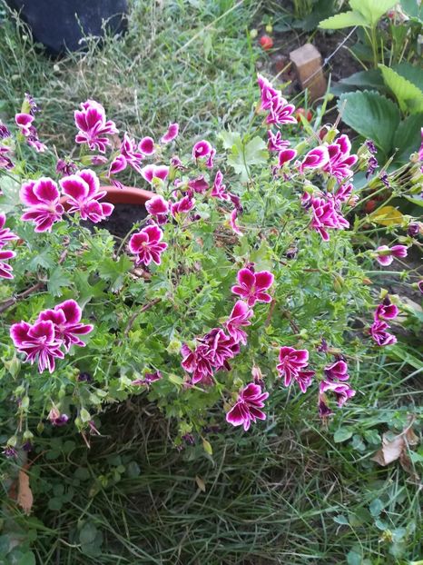Berkswell Bonanza - A-Flori 2019
