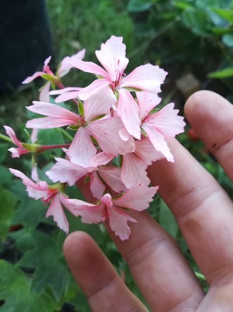 Ainsbrook Pluto - A-Flori 2019