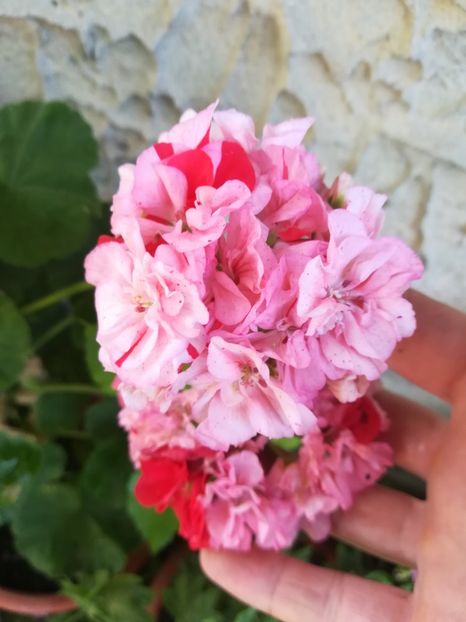 Great Briccet - A-Flori 2019