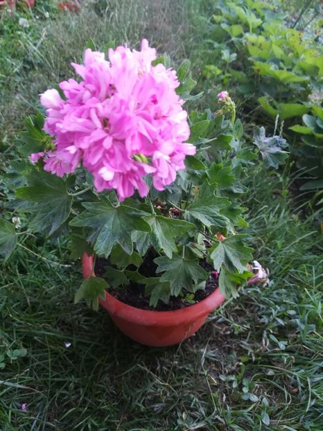  - A-Flori 2019