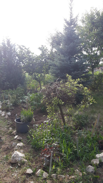  - Gradina si trandafirii 2019