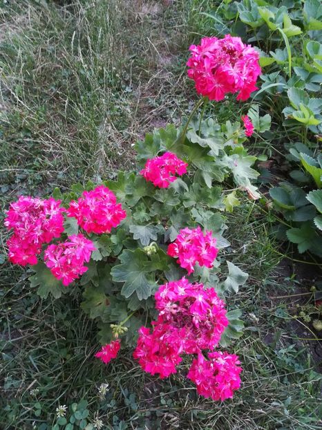  - A-Flori 2019