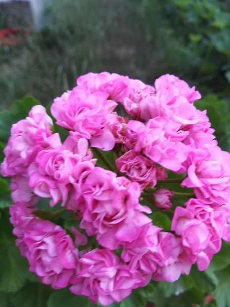 Australian Pink Rosebud - A-Flori 2019