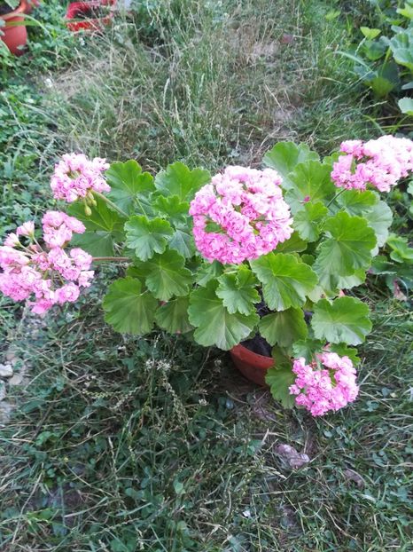  - A-Flori 2019
