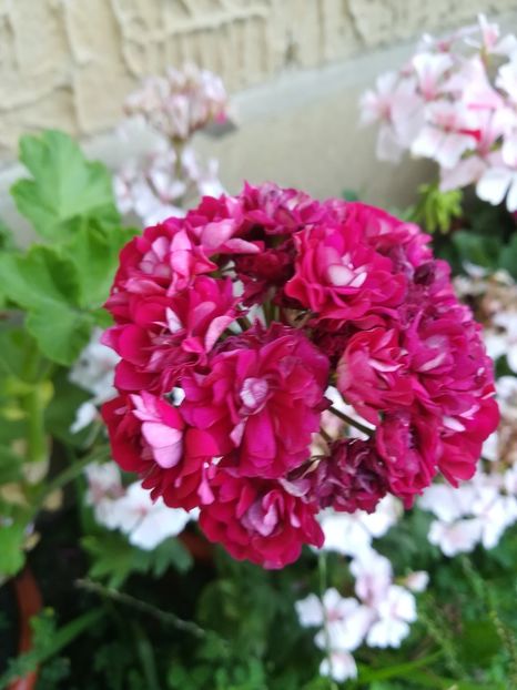 Plum Rambler - A-Flori 2019