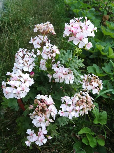 Vectis Volcano - A-Flori 2019