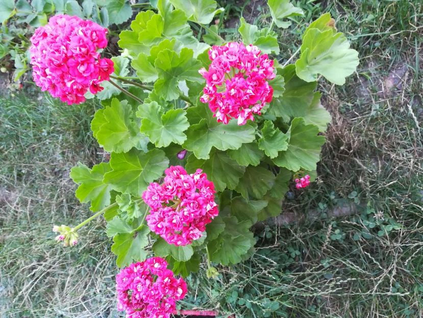 Scarlet Rosebud - A-Flori 2019