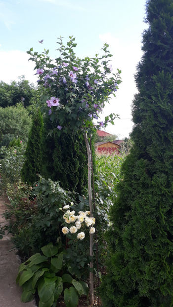  - Gradina si trandafirii 2019