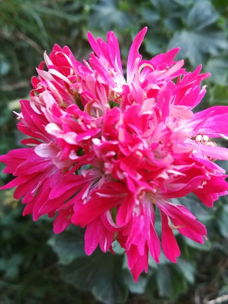 Star Flair - A-Flori 2019
