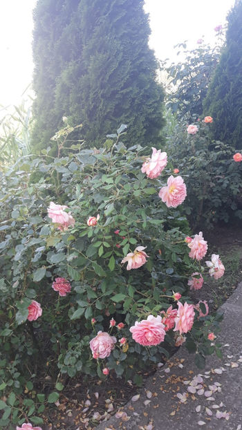  - Gradina si trandafirii 2019