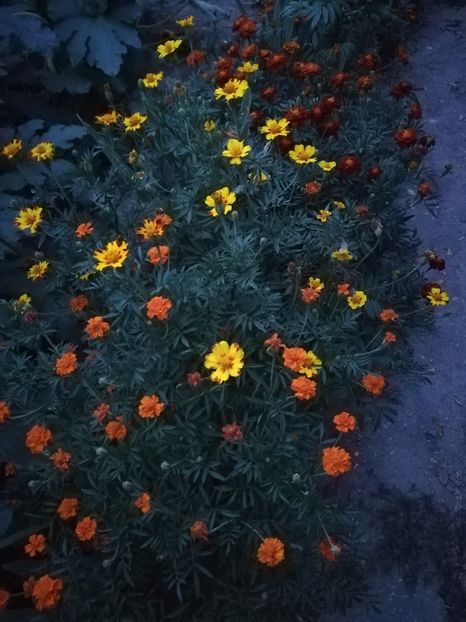  - A-Flori 2019