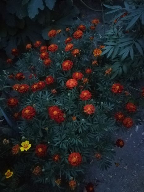  - A-Flori 2019