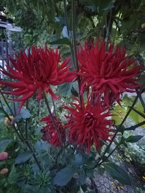  - A-Flori 2019