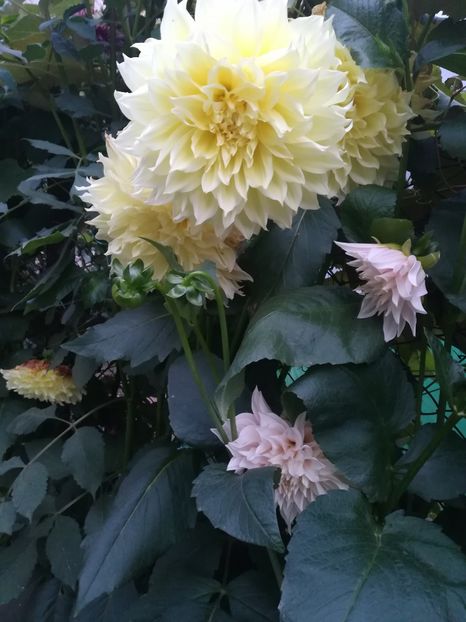  - A-Flori 2019