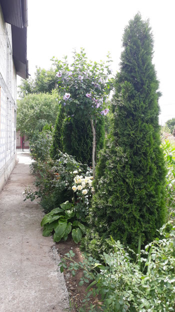  - Gradina si trandafirii 2019