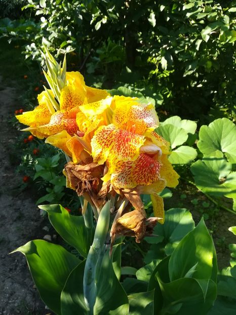  - A-Flori 2019
