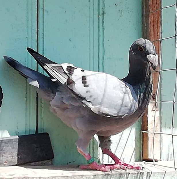  - Tineret 2019