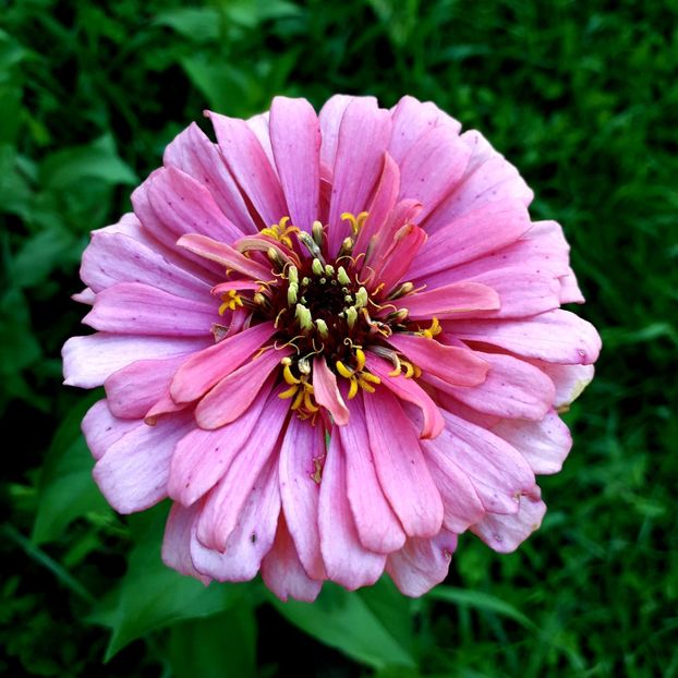  - AAAA__CARCIUMARESE 2015_2017_2018_2019