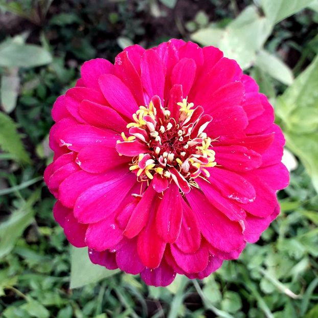  - AAAA__CARCIUMARESE 2015_2017_2018_2019