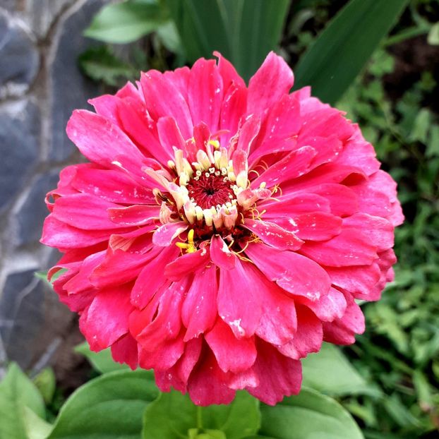  - AAAA__CARCIUMARESE 2015_2017_2018_2019