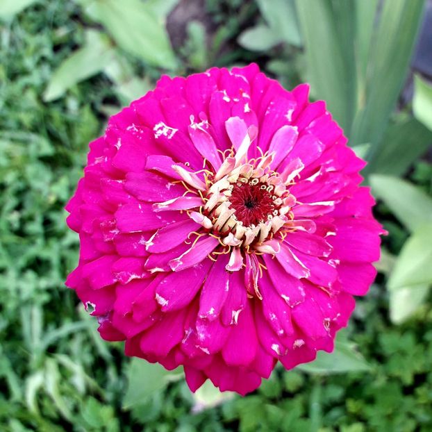  - AAAA__CARCIUMARESE 2015_2017_2018_2019