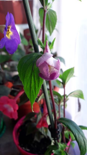 Un fitos frumos :) - 10 Achimenes 2019